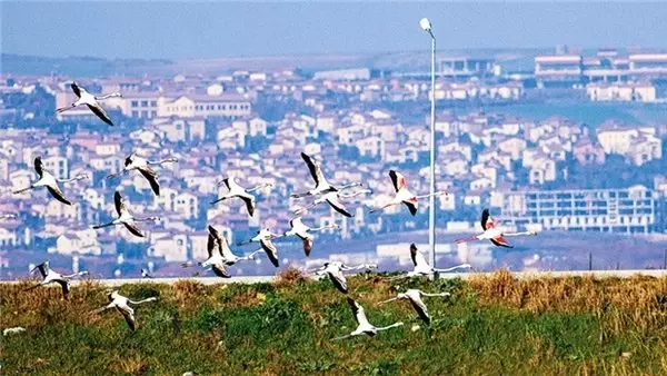 Megapoldeki vahşi hemşerilerimiz