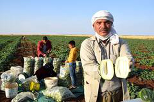 Dışı karpuz, içi kavun, tadı salatalık! Türkiye'de sadece bir ilde yetişen sebze 3 derdin devası