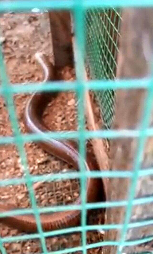 Kümese giren oluklu kertenkele yılan zannedilince paniğe sebep oldu