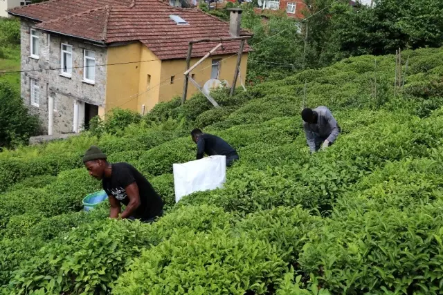 Burası Afrika değil Karadeniz! Çay bahçeleri Birleşmiş Millet gibi