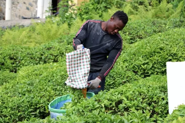 Burası Afrika değil Karadeniz! Çay bahçeleri Birleşmiş Millet gibi