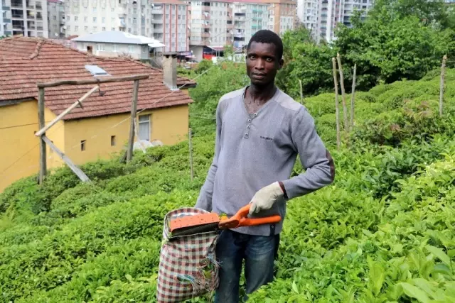 Burası Afrika değil Karadeniz! Çay bahçeleri Birleşmiş Millet gibi