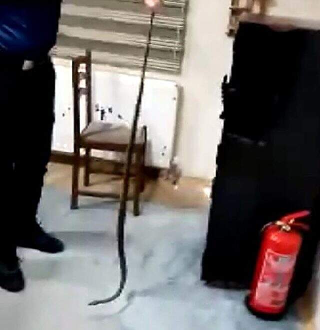 Kesilen kartonpiyerin içinden 1,5 metre uzunluğunda yılan çıktı