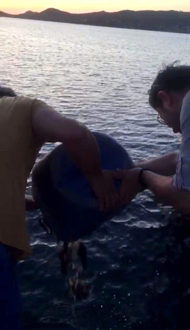 Kilosu altın değerinde olan deniz patlıcanını avlarken polise yakalandılar Kilosu altın değerinde olan deniz patlıcanını avlarken polise yakalandılar