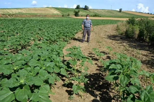 Tekirdağ'da tarla basan çekirgeler, ay çiçek mahsullerine büyük oranda zarar verdi