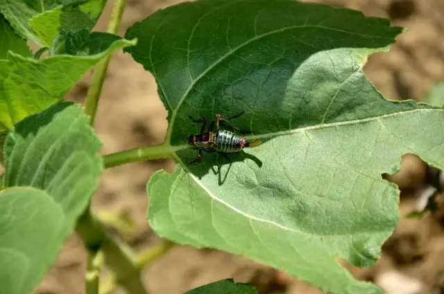 Tekirdağ'da tarla basan çekirgeler, ay çiçek mahsullerine büyük oranda zarar verdi