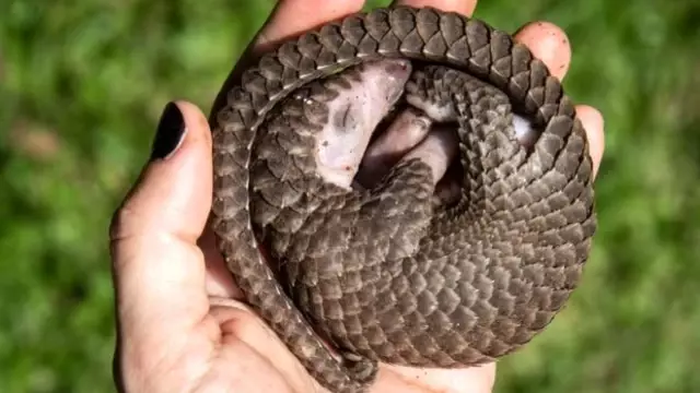 Çin salgının başlamasında 'etkili olduğu' iddia edilen pangolinleri geleneksel ilaç listesinden...