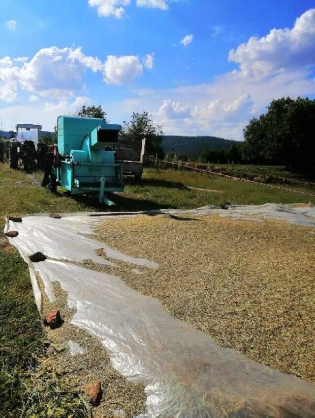 Hasat yapan çiftçi, patos makinesine düşerek can verdi