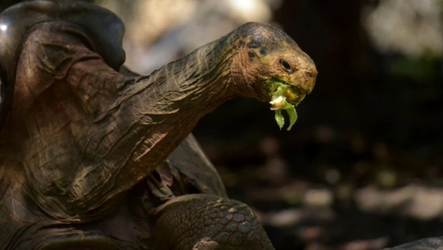 Yüksek libidosuyla neslini kurtaran 100 yaşındaki Galapagos kaplumbağası Diego, emekliye ayrıldı