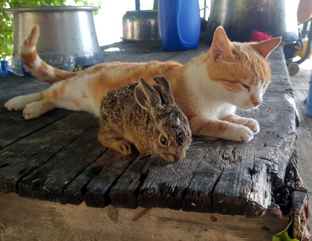 Osmaniye'de bir ev kedisi tavşan yavrusuna annelik yapıyor