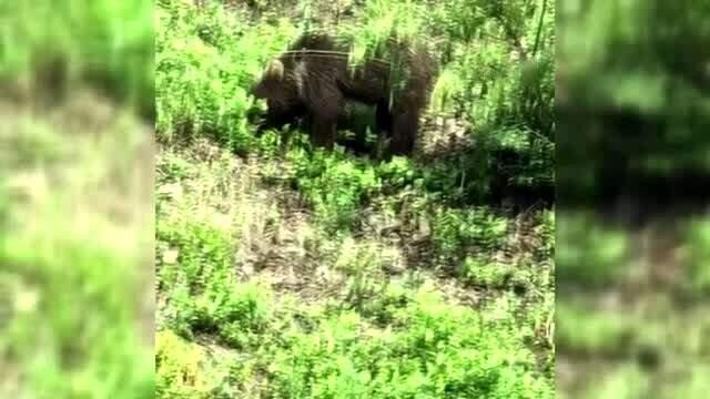 Yolda gördüğü ayıyı öpücükle çağırdı