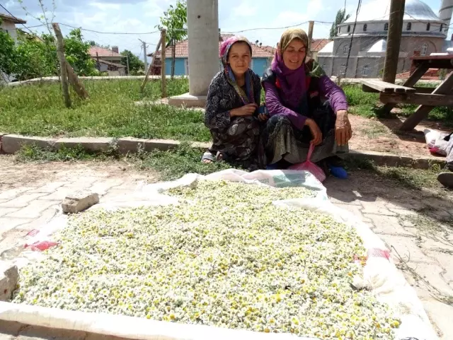 Papatya, köylü kadınların gelir kaynağı oldu