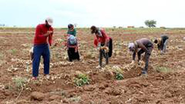 Aksaray'da üretilen sarımsaklar Rusya'da korona tedavisinde ve ilacında kullanılıyor