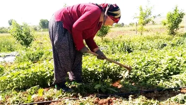 Bir tohum toprağa, bir tohum gönüllere... Organik tarım hayatlarını değiştirdi