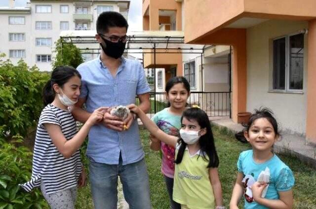 Çatıdan düşen ve şahin sanılan yavru kuş, başka bir yırtıcı tür çıktı