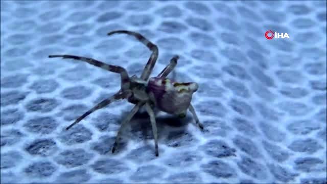 Edirne, evinin balkonunda bulduğu insan yüzlü örümcekle arkadaş olan kadını konuşuyor