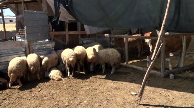 Kurtlar, ağıla girip 22 koyunu telef etti mahalleli ise tedirgin