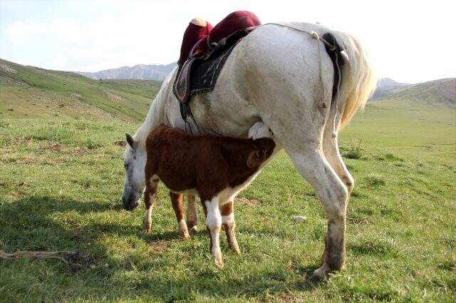 Annesi telef olan danayı 'Aktolgalı' isimli at emziriyor Annesi telef olan danayı 'Aktolgalı' isimli at emziriyor