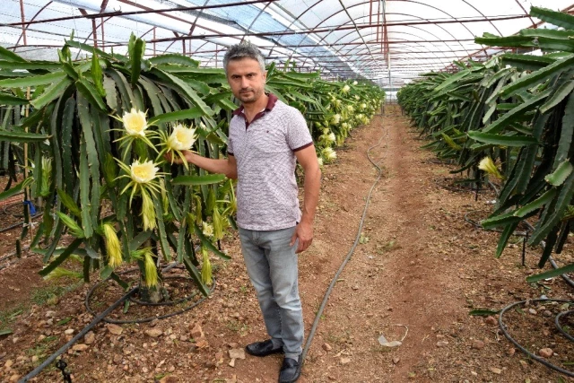 1,5 dönümlük tarlasında ejder meyvesi yetiştiren çiftçi, 225 bin TL kazanacak