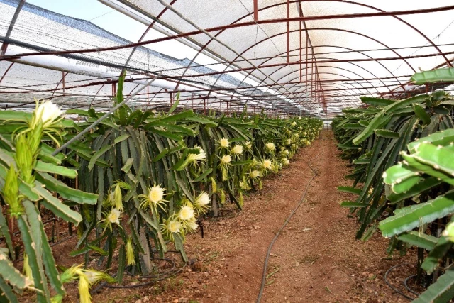 1,5 dönümlük tarlasında ejder meyvesi yetiştiren çiftçi, 225 bin TL kazanacak