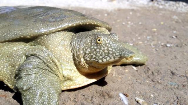 Nesli tükenme tehlikesi altında olan Fırat kaplumbağası bulundu