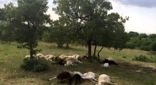 Cumhurbaşkanı Erdoğan'dan koyunları telef olan Ali Amca'ya koyun müjdesi