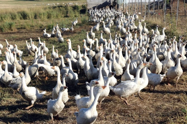 14 kazla başladılar, şimdi binlercesini yetiştiriyorlar! Tanesi 300 lira