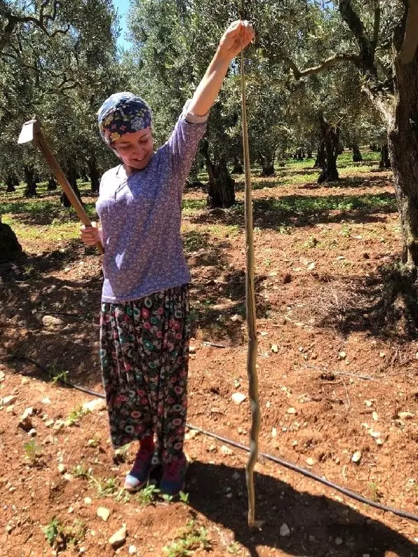 Kadın çiftçi, boyundan büyük yılanı eliyle yakalayıp poz verdi