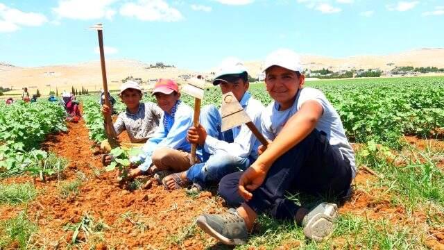 50 derece sıcaklıkta günlük 50 liraya çalışan Şanlıurfalı işçiler, çalışma şartlarının iyileştirilmesini istiyor