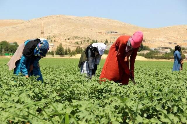 50 derece sıcaklıkta günlük 50 liraya çalışan Şanlıurfalı işçiler, çalışma şartlarının iyileştirilmesini istiyor