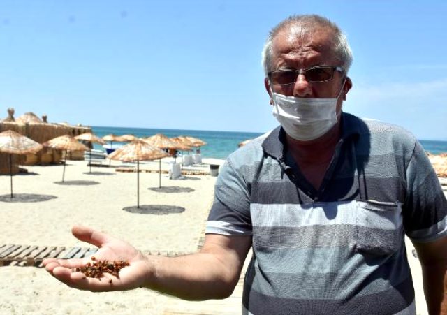Saros Körfezi kıyıları, uğur böceklerinin istilasına uğradı