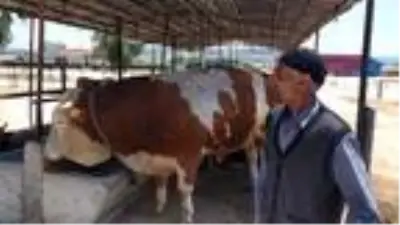 1 ton 100 kiloluk tosun, 25 bin liraya alıcı buldu 1 ton 100 kiloluk tosun, 25 bin liraya alıcı buldu