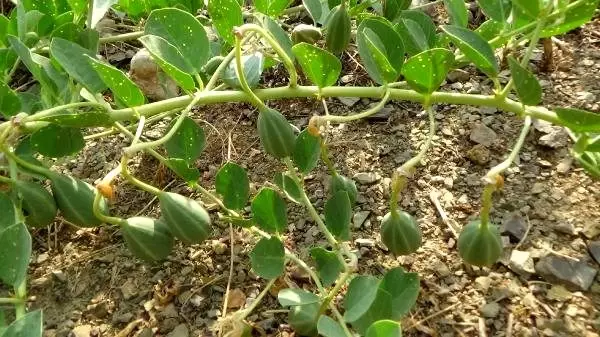 Köylünün zararlı diye tarlasından söktüğü kapari bitkisini üretmeye başlayan Antalyalı çift, kilosunu 19 TL'ye satacak