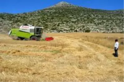 Kızılkaya Belediye Başkanı, belediyeye ait tarlaya ektiği buğdayla bütçeye katkı sağladı