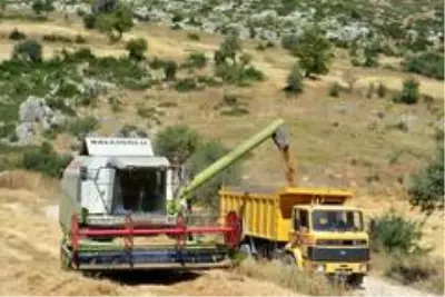 Kızılkaya Belediye Başkanı, belediyeye ait tarlaya ektiği buğdayla bütçeye katkı sağladı