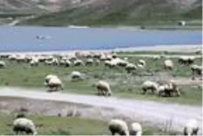 Kayserili besiciler 4 bin lira maaşla çalışacak çoban bulamıyor