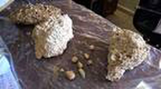 Muş'ta 50 milyon yıllık fosiller bulundu