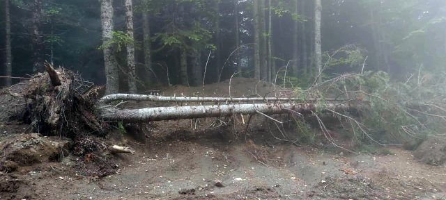 Uludağ'da altyapı çalışması için 1500 ağaç kesildi, tartışma başladı