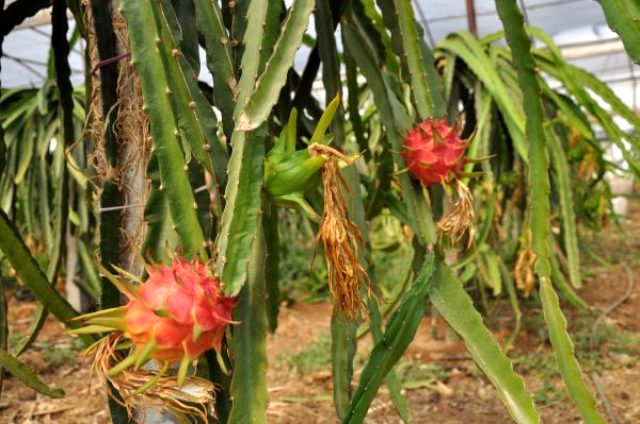 Yarım dönümde örtü altı ejder meyvesi üretiminden 50 bin lira kazanç bekliyor