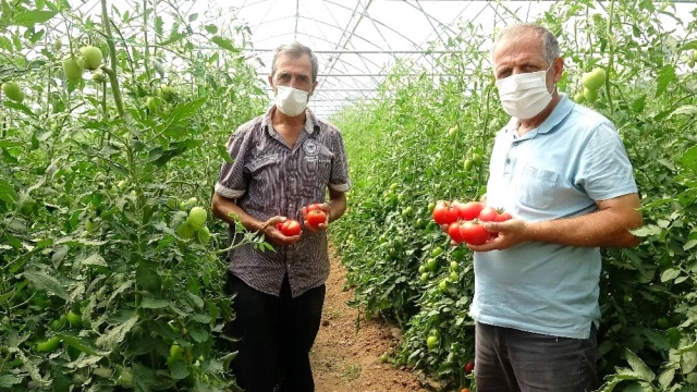 Domates fiyatları üreticiyi üzüyor