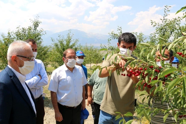 Erzincan'da 95 ülkeye ihracatı yapılan vişnenin hasadı başladı