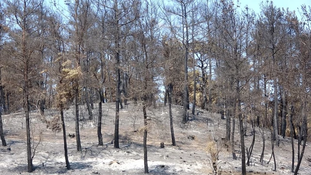 Gelibolu'da yangından sonra ikinci tehlike! Dereler temizlenmezse köyler ve tarlalar sular altında kalabilir