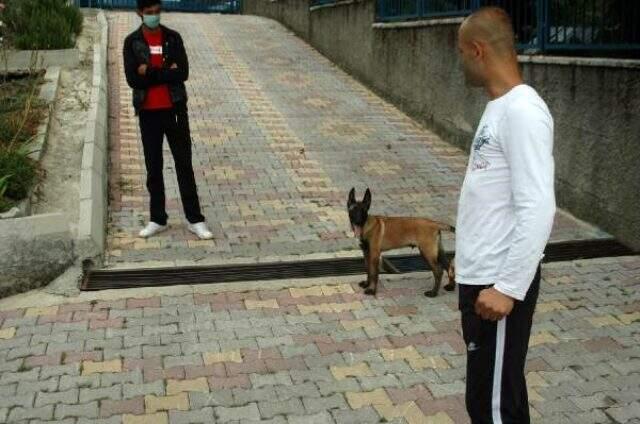 Kahramanmaraş'ta çalınan 'Pablo' isimli köpek Hatay'da bulundu