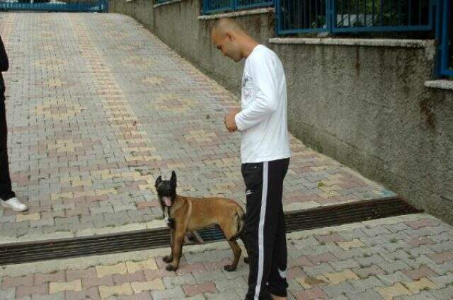 Kahramanmaraş'ta çalınan 'Pablo' isimli köpek Hatay'da bulundu