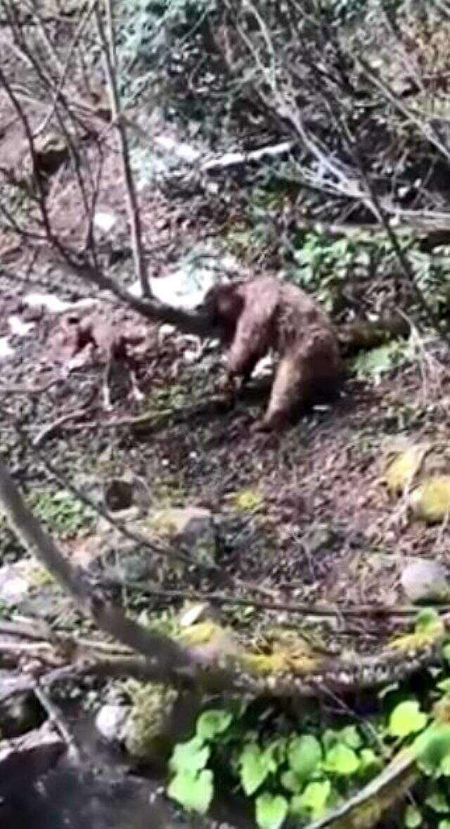 Yavru ayıyı vuran ve köpeklerine işkence yaptıran avcı yakalandı Yavru ayıyı vuran ve köpeklerine işkence yaptıran avcı yakalandı