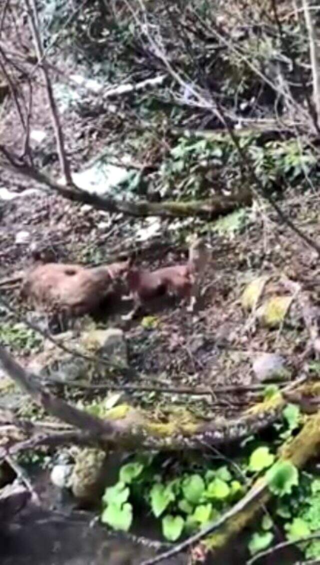 Yavru ayıyı vuran ve köpeklerine işkence yaptıran avcı yakalandı Yavru ayıyı vuran ve köpeklerine işkence yaptıran avcı yakalandı