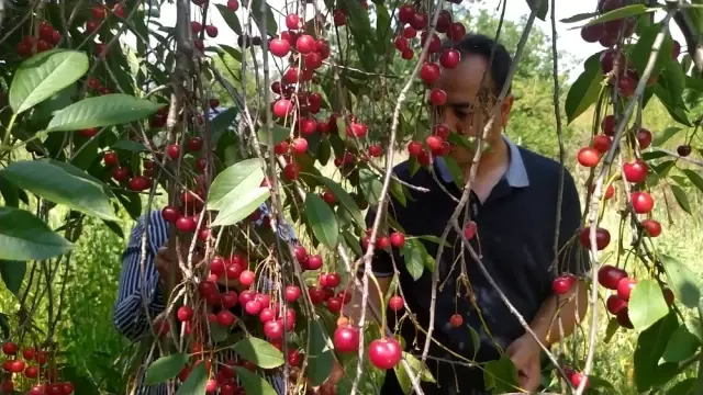 Vişnenin toptan fiyatı üreticiyi zor durumda bıraktı