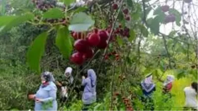 Vişnenin toptan fiyatı üreticiyi zor durumda bıraktı