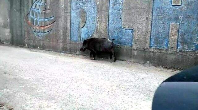 Yaban domuzu katledildi! Yaban domuzu yüzerek balıkçı barınağına geldi. Yaban domuzu katledildi! Yaban domuzu yüzerek balıkçı barınağına geldi.