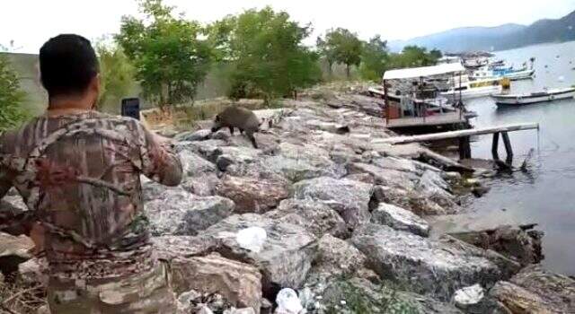 Yaban domuzu katledildi! Yaban domuzu yüzerek balıkçı barınağına geldi. Yaban domuzu katledildi! Yaban domuzu yüzerek balıkçı barınağına geldi.